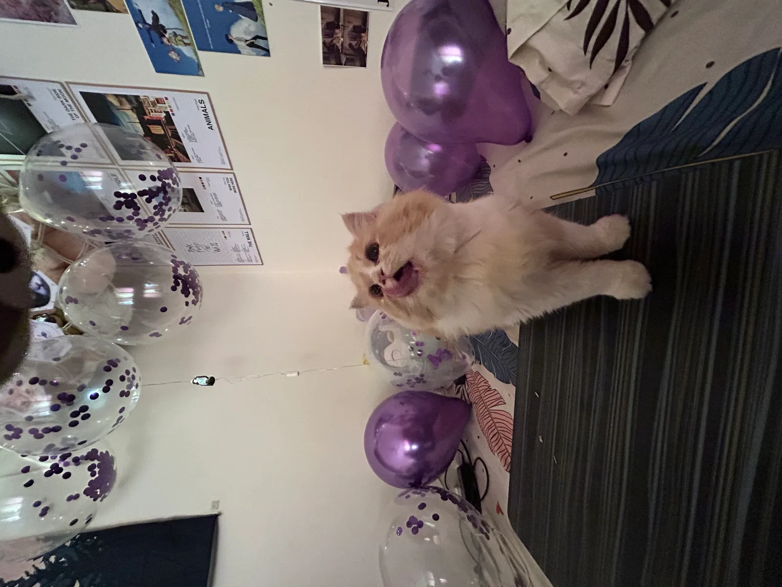 Megu early days, first birthday