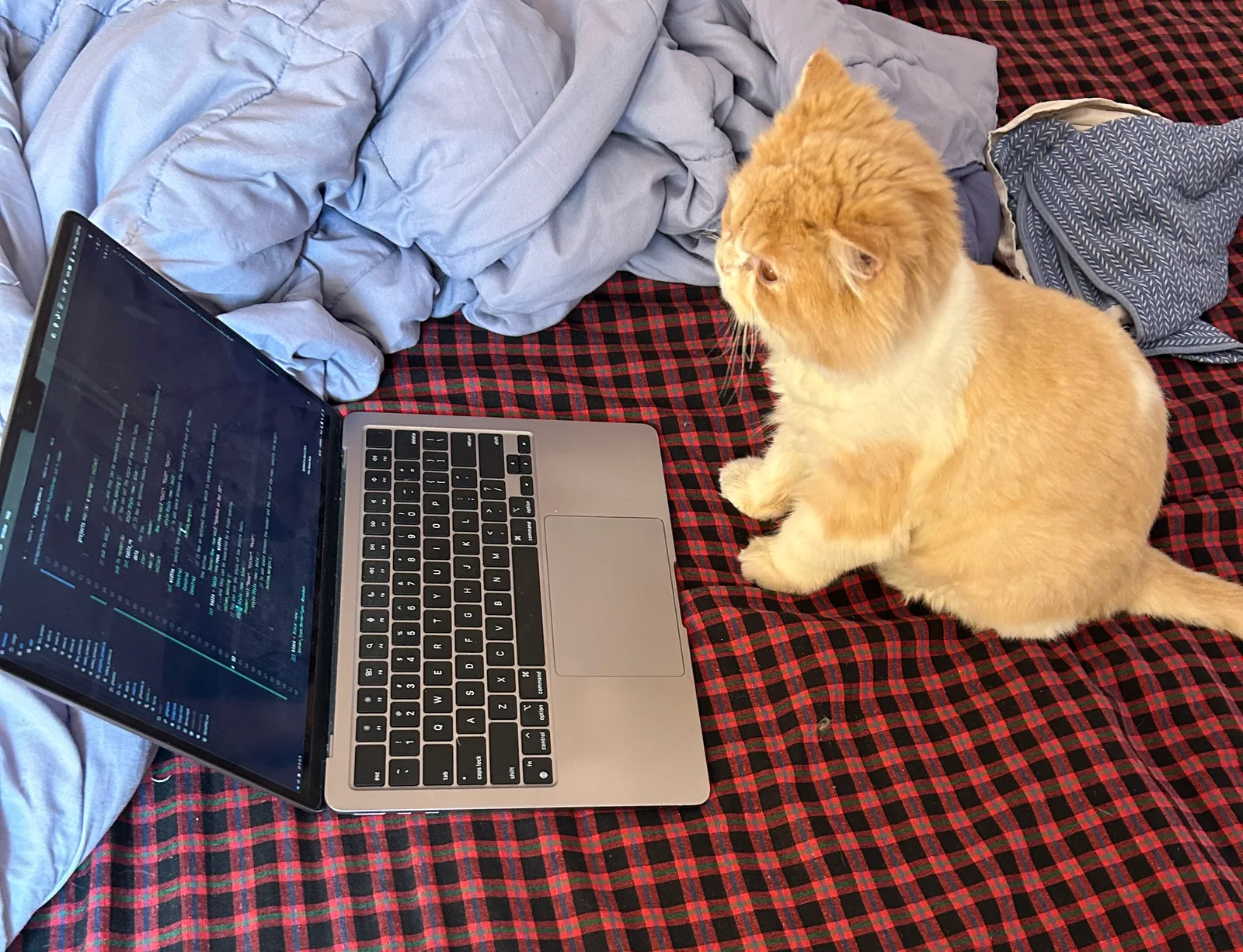 Megu using VIM
