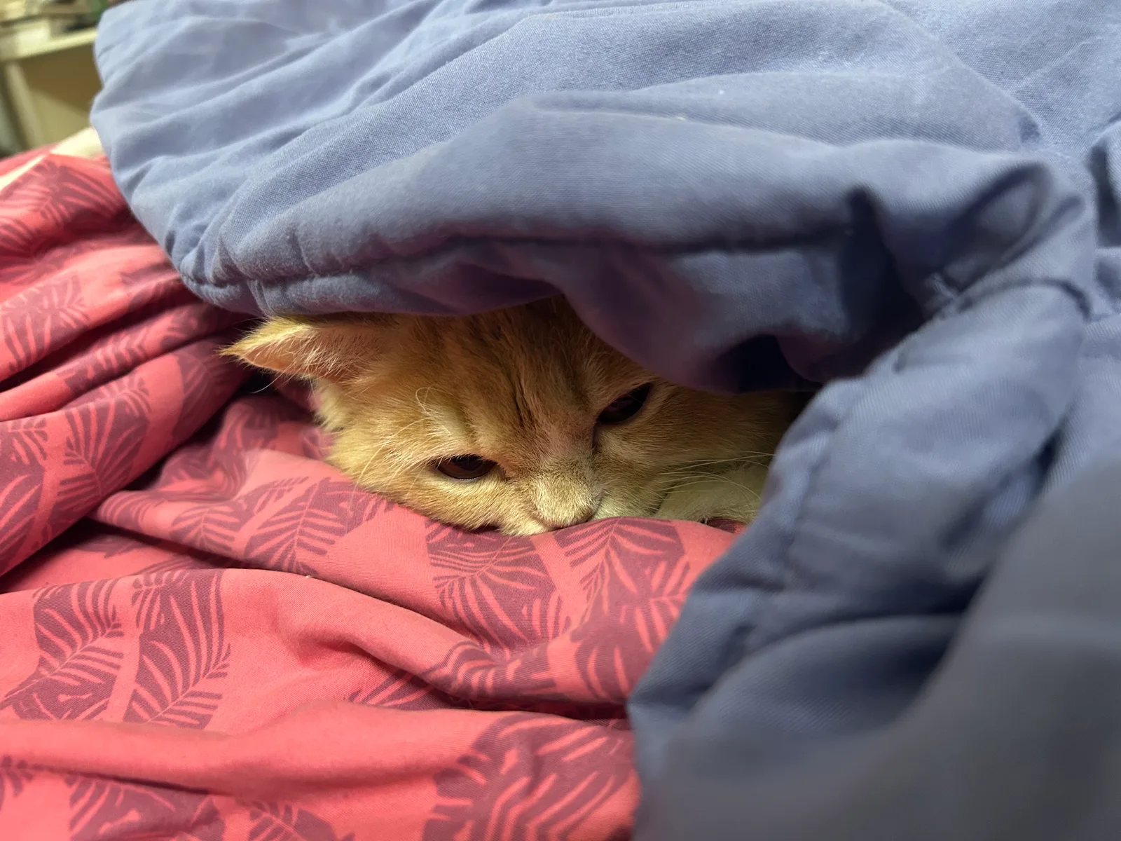 Megu under the covers