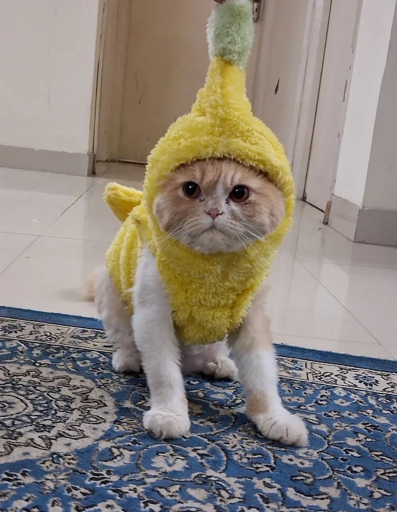 Megu Banana Cat